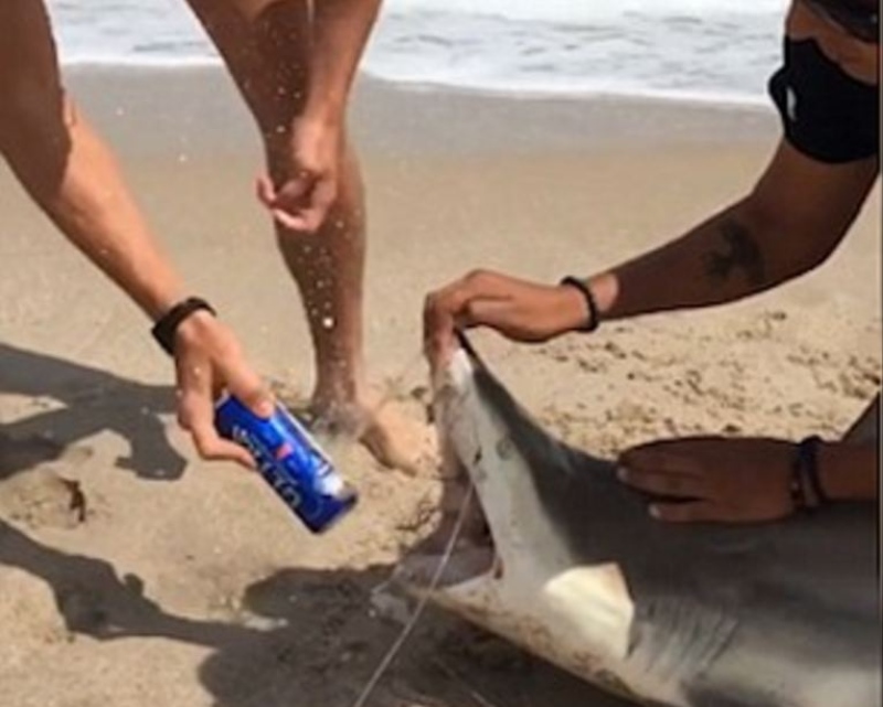Jovem compartilha vídeo abrindo cerveja nos dentes de um tubarão e viraliza na web