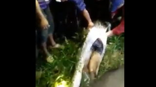 Vídeo mostra agricultor encontrado dentro de uma cobra píton de 7 metros
