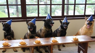 'Cãopanheirismo': cães da PM ganham festinha de aniversário com bolo e velinhas 