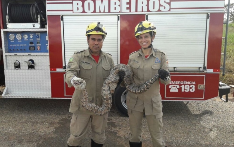 Cobra de 2 metros é encontrada por funcionários em obras do hospital em Goiás