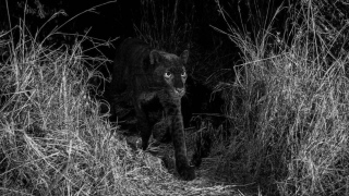 Leopardo negro, extremamente raro, foi fotografado por um britânico