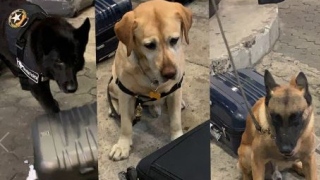 Cães da Receita farejam 13 quilos de cocaína em quadros e 16 pares de tênis no aeroporto