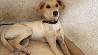 Cão é resgatado após ser flagrado cavando local onde tutor foi soterrado em Guarujá