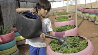  Horta orgânica sustentável em Araguaína 