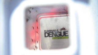 dengue - zika