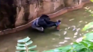 gorilla morto após criança cair em jaula