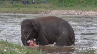 Vídeo mostra elefante “salvando” homem que estava sendo levado pela correnteza de rio; assista