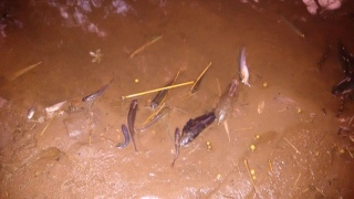 Peixes mortos no Rio Lontra