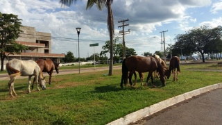Cavalos são encontrados no centro de Palmas