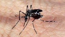 Aedes aegypt