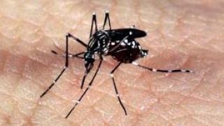 Aedes aegypt