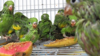 As aves capturadas foram atendidas no Cras-Pet de São Paulo
