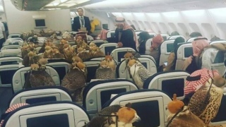 Príncipe Saudita compra 80 passagens aéreas para seus falcões 