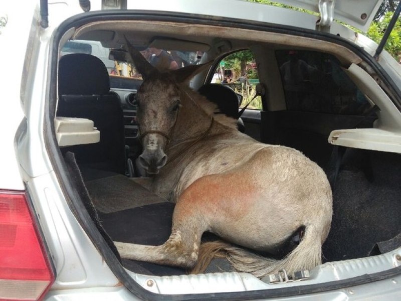 Cinco são detidos após serem flagrados com um burro furtado dentro de carro