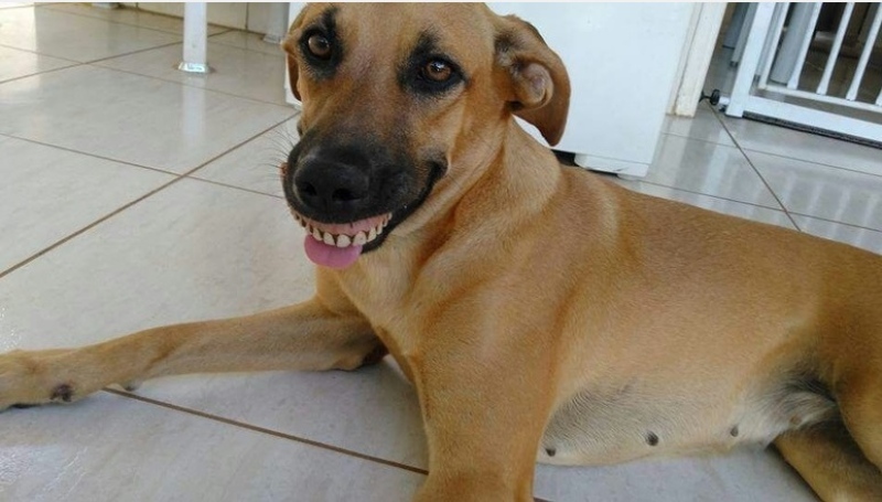 Cachorra encontra dentadura no jardim, põe na boca e o dono quase morre de rir