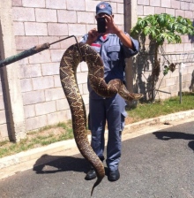 Cobras venenosas invadem condomínio de luxo e assustam moradores