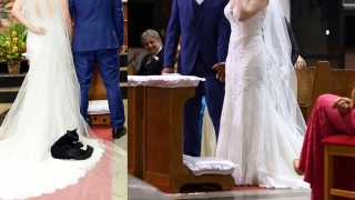 Sorte ou azar? Gato preto deita no vestido da noiva durante casamento