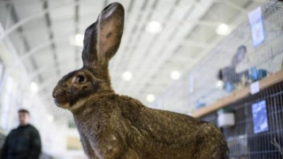 Em mais uma polêmica, coelho gigante morre em voo da United
