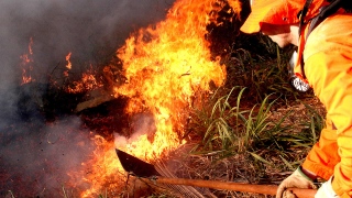 Brigadista apaga foco de calor em área de vegetação aberta; mais de 370 foram registrados no Tocanti