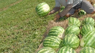 Colheita da melancia no Tocantins
