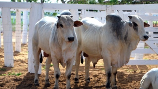 Campanha contra a febre aftosa - rebanho bovino - gado