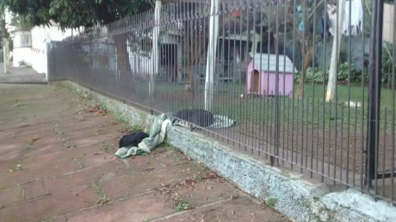 Solidariedade de cadela dividindo coberta com cachorro de rua em noite fria e comove internautas