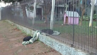 Solidariedade de cadela dividindo coberta com cachorro de rua em noite fria e comove internautas