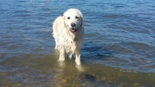 O cachorro Storm na praia em que salvou o veado