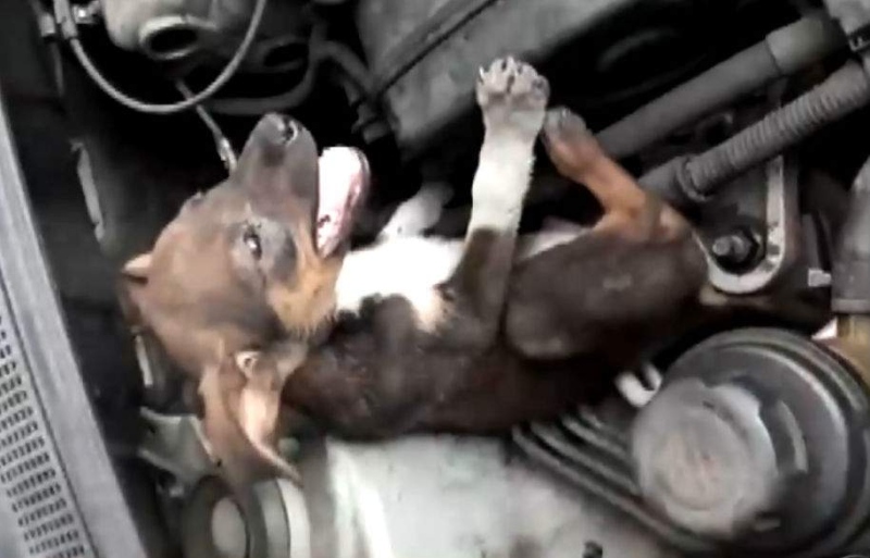 Cachorrinho é encontrado dentro de motor de carro roubado de médica