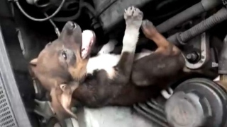 Cachorrinho é encontrado dentro de motor de carro roubado de médica