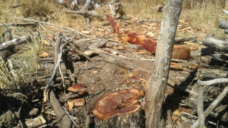 Foram cortadas 50 árvores no local 