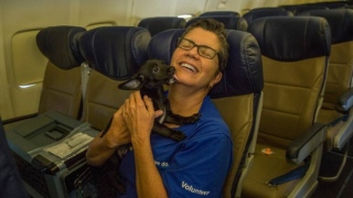 Companhia aérea oferece voo especial para salvar cães e gatos de furacão