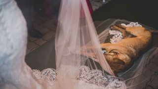 Cachorro que deitou em véu da noiva durante casamento é adotado por casal