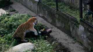 Tigre ataca zeladora de zoológico quando ela entrou em jaula para deixar comida