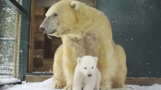 Zoo divulga foto de 1º filhote de urso polar nascido no Reino Unido após 25 anos