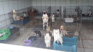 Ambiental interdita canil com mais de 1,5 mil cães por maus-tratos em Piedade