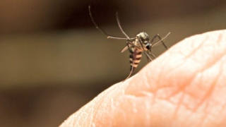 Mosquitos que causaram surtos de febre amarela em cidades do Brasil são identificados em pesquisa