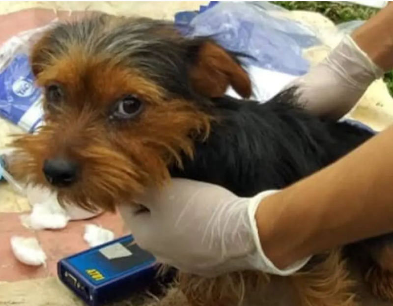 Cachorros são resgatados em canil clandestino de Curitiba