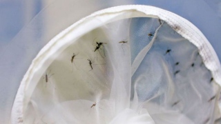 Aedes aegypti dengue zika