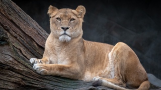 Caçador é devorado por leões após ser pisoteado por elefante na África do Sul