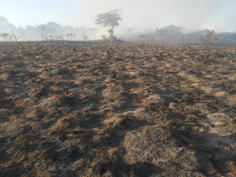 Pelo menos 35 hectares foram queimados pelo incêndio florestal