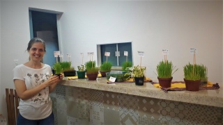 Amanda Lena expõe sementes germinadas e brotos em Palmas
