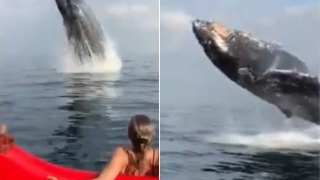Baleia salta diante de grupo de canoístas e vídeo viraliza na web; assista 🎥