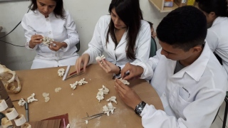 Estudantes da UFT em processo de montagem de esqueletos 