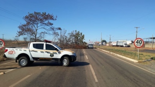 Na TO-050, árvore caída dificultou tráfego 