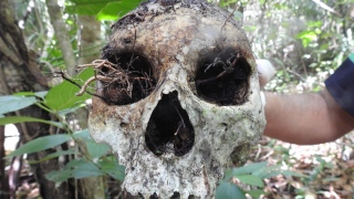 Crânio encontrado em fazenda de Formoso do Araguaia