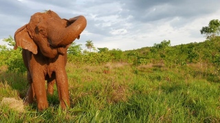 Elefante Ramba