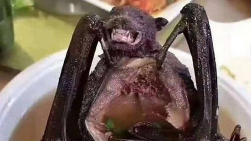 Sopa de morcego