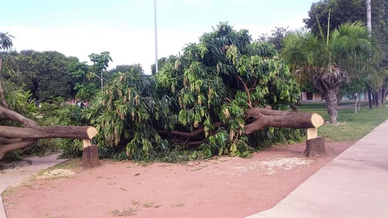 Árvores cortadas foram registradas em espaço público de Palmas 