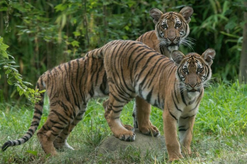 A tigresa da Malásia Nadia (na frente) com a irmã gêmea, Azul (atrás)